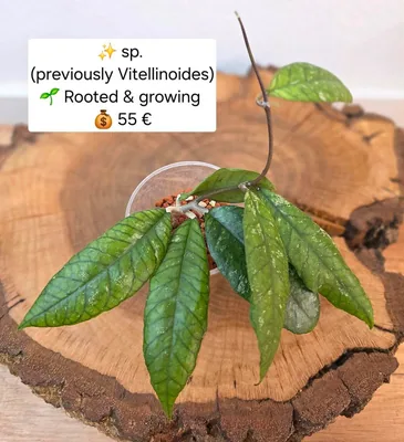 Hoya sp. (Previously Vitellinoides), Steckling