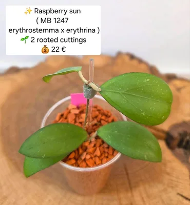 Hoya raspberry SUN (MB1247 Erythrostemma x Erythrina), Steckling