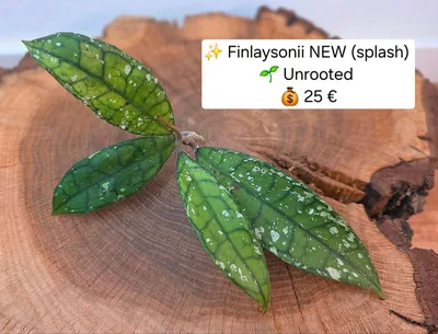 Hoya finlaysonii NEW Splash, Steckling