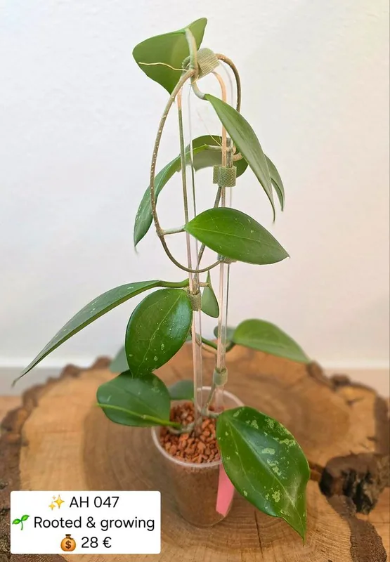 Hoya AH 047 / AH047, Bewurzelte Pflanze