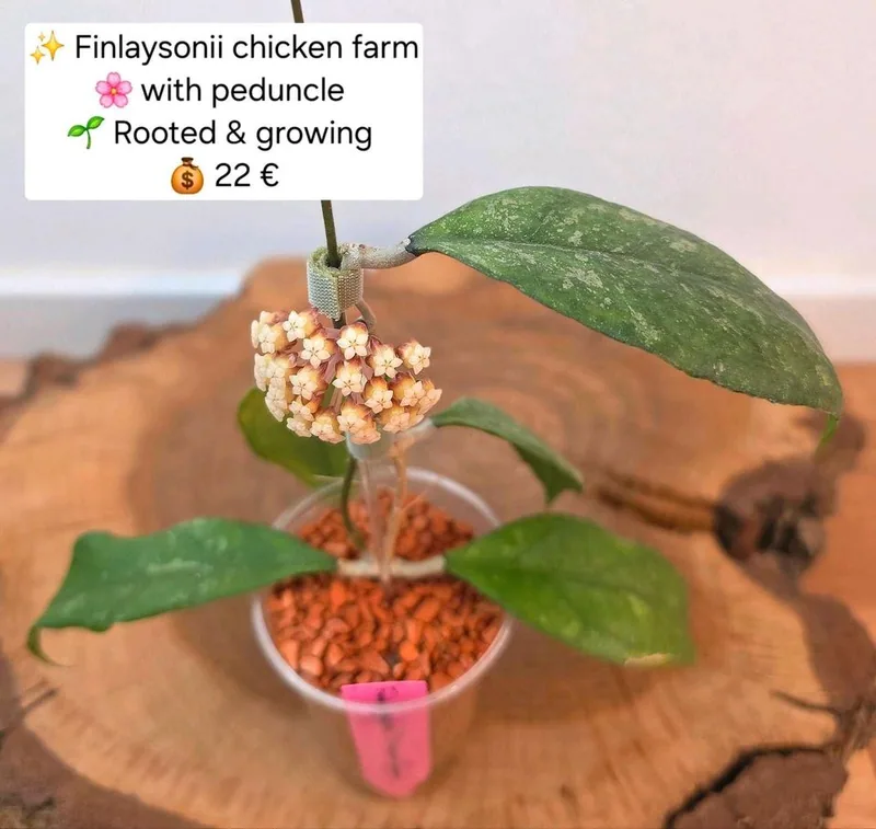Hoya finlaysonii 'Chicken Farm', Bewurzelte Pflanze