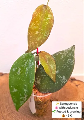 Hoya sangguensis (Splash), Steckling