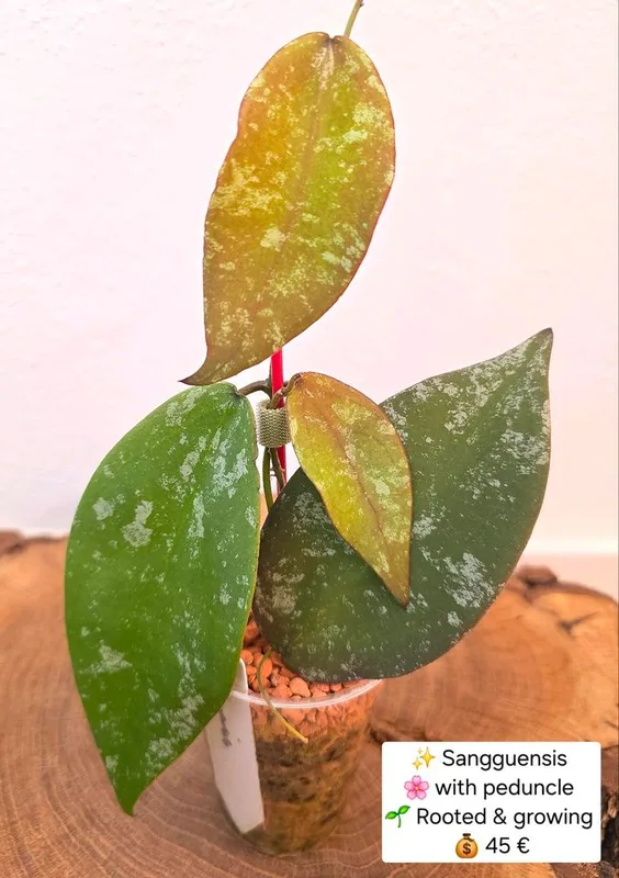 Hoya sangguensis (Splash), Steckling