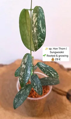 Hoya sp. HON Thom / Sungwookii, Bewurzelte Pflanze