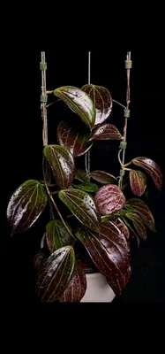 Hoya quinquenervia, Bewurzelte Pflanze