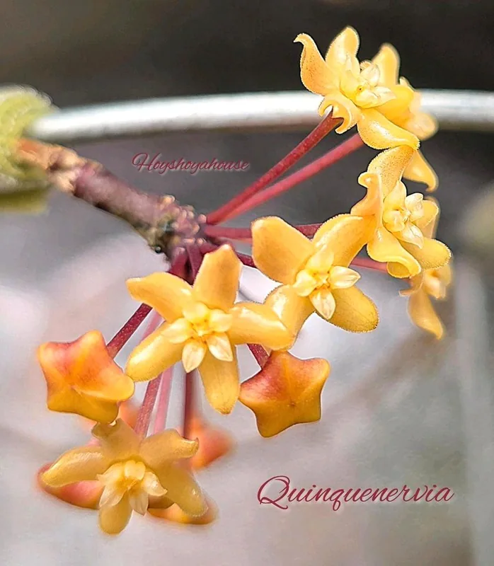 Hoya quinquenervia, Bewurzelte Pflanze
