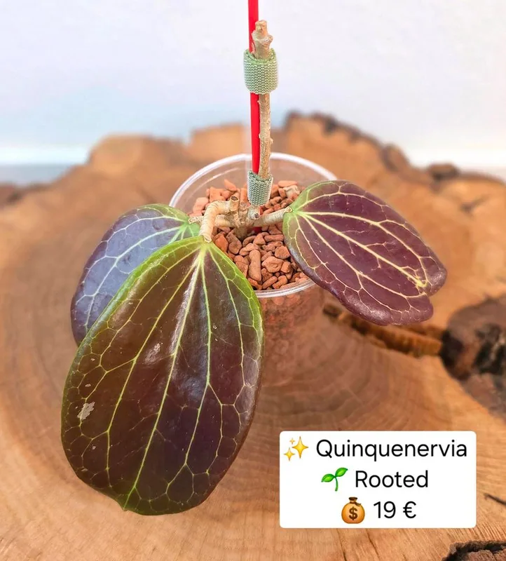 Hoya quinquenervia, Bewurzelte Pflanze