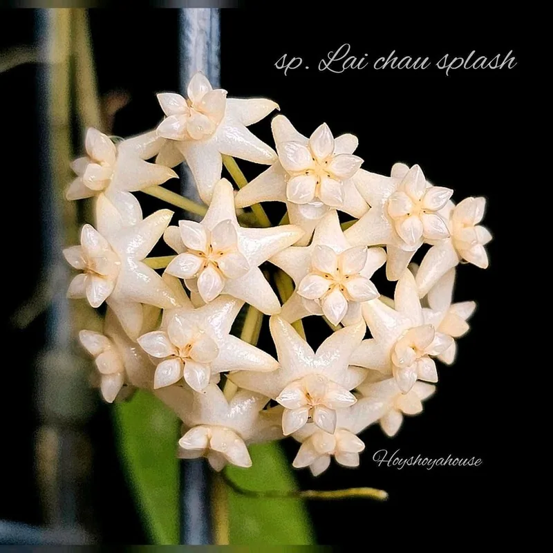 Hoya sp. LAI Chau (Pink) Splash, Bewurzelte Pflanze