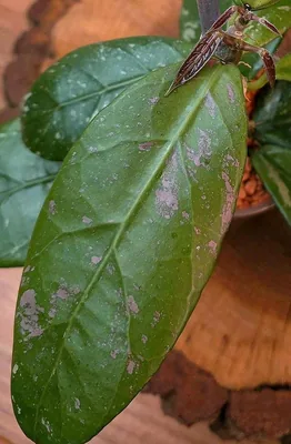 Hoya sp. LAI Chau (Pink) Splash, Bewurzelte Pflanze