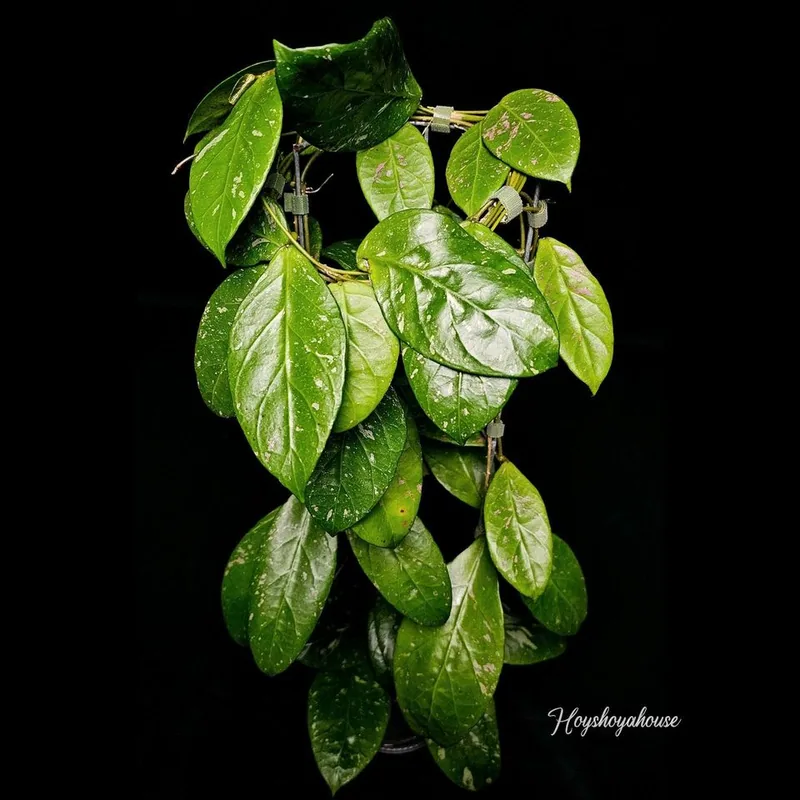 Hoya sp. LAI Chau (Pink) Splash, Bewurzelte Pflanze