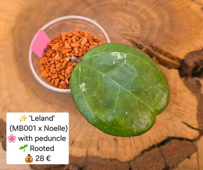 Hoya 'Leland' (MB001 x Noelle), Steckling