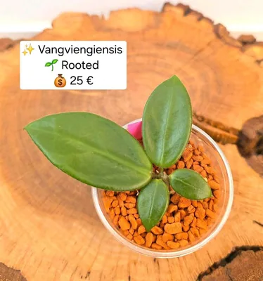 Hoya vangviengiensis, Steckling