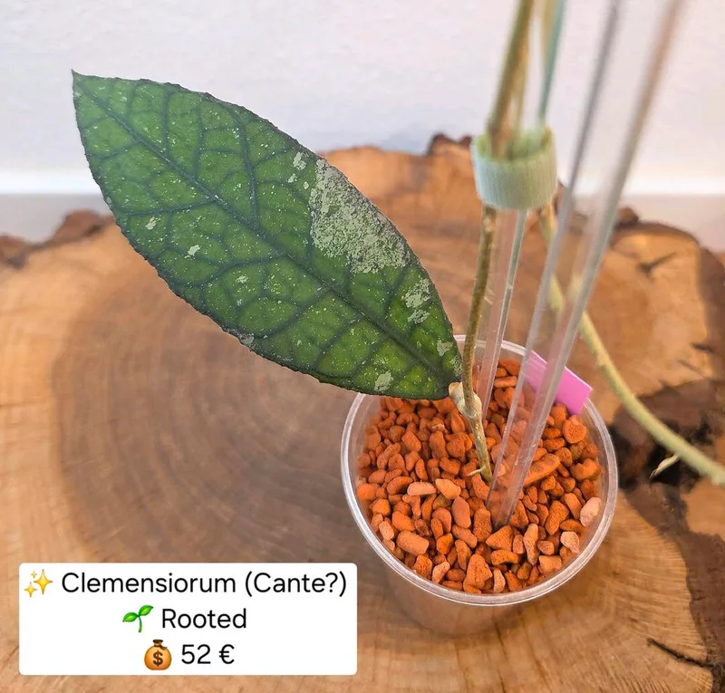 Hoya clemensiorum (Cante ? Splash), Bewurzelte Pflanze