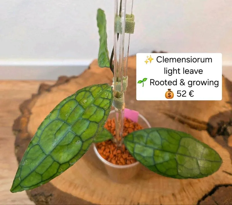 Hoya clemensiorum Light Leave, Bewurzelte Pflanze