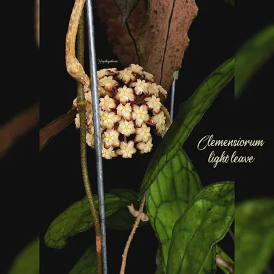 Hoya clemensiorum Light Leave, Bewurzelte Pflanze