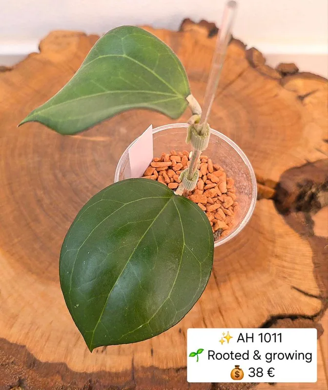 Hoya AH 1011, Bewurzelte Pflanze