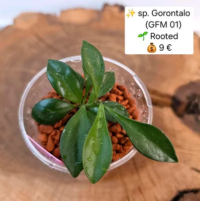 Hoya sp. Gorontalo (GFM 01), Steckling