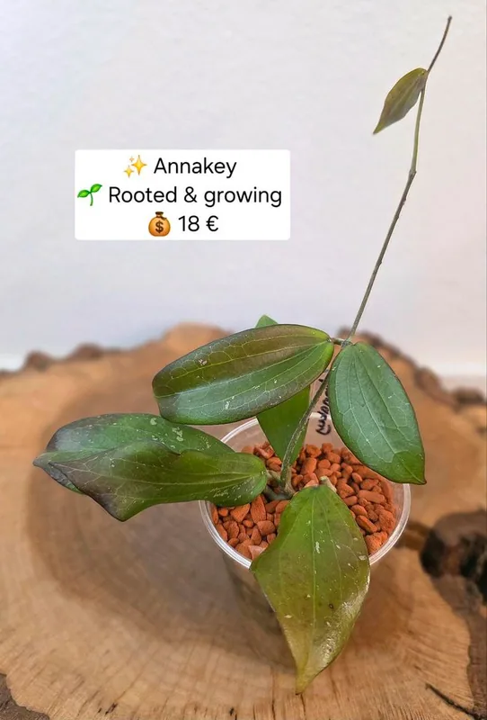 Hoya annakey, Steckling
