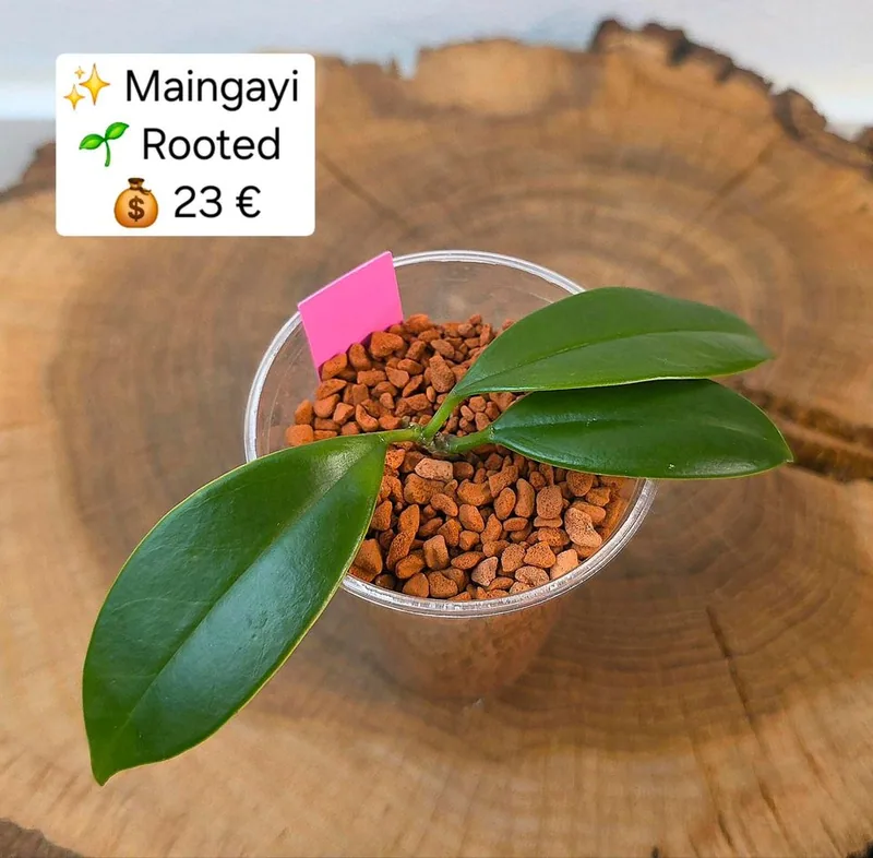 Hoya maingayi, Bewurzelte Pflanze