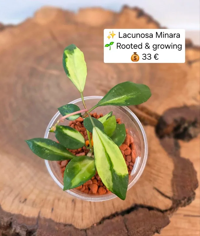 Hoya lacunosa Minara, Bewurzelte Pflanze