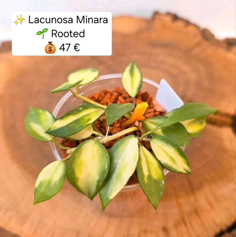 Hoya lacunosa Minara, Bewurzelte Pflanze