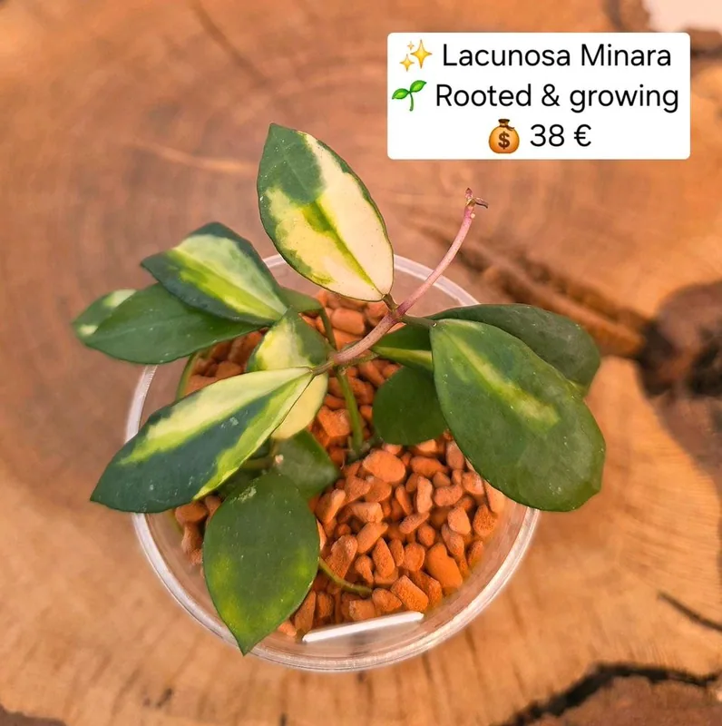 Hoya lacunosa Minara, Bewurzelte Pflanze