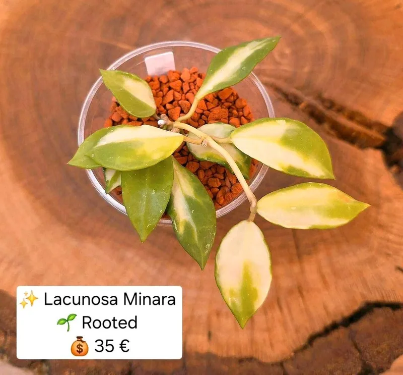 Hoya lacunosa Minara, Bewurzelte Pflanze