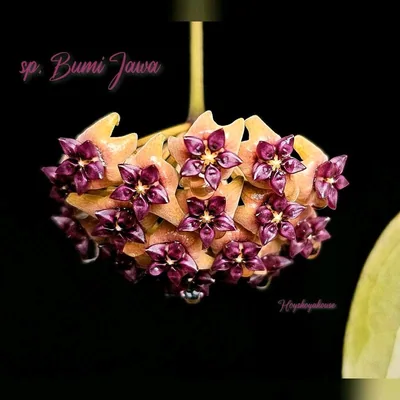 Hoya sp. Bumi Jawa, Bewurzelte Pflanze