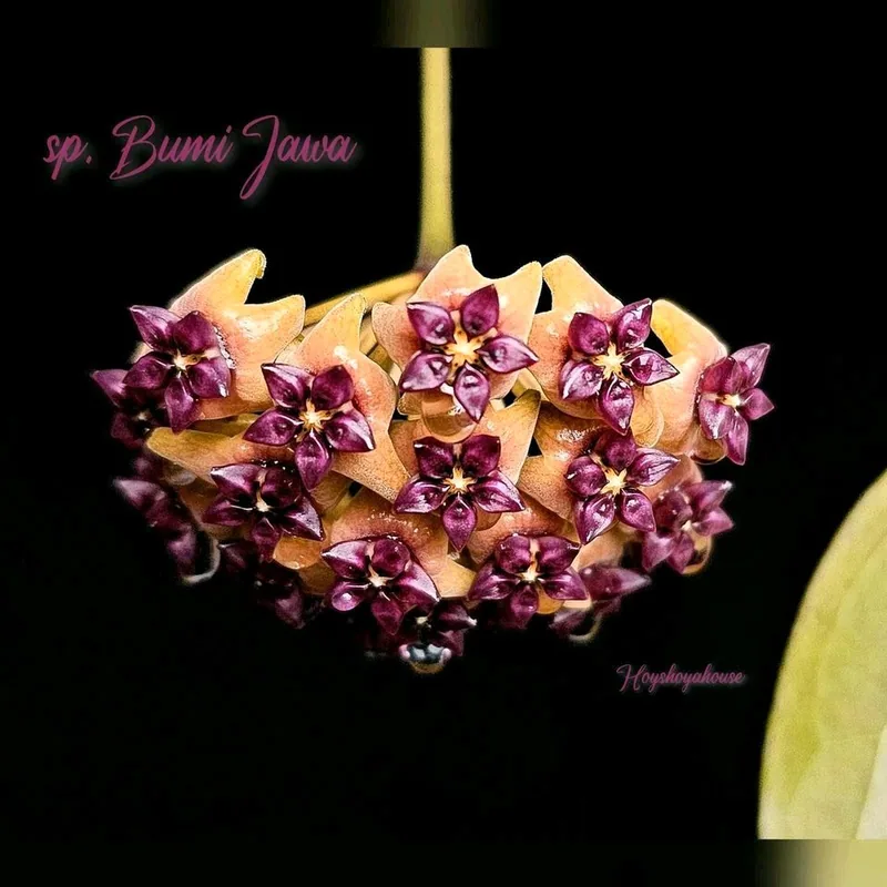 Hoya sp. Bumi Jawa, Bewurzelte Pflanze