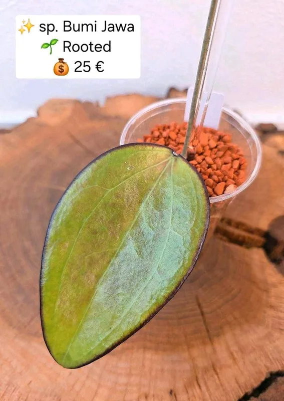 Hoya sp. Bumi Jawa, Bewurzelte Pflanze