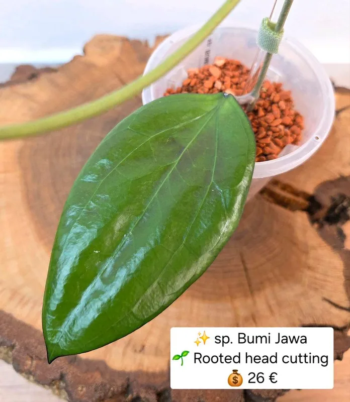 Hoya sp. Bumi Jawa, Bewurzelte Pflanze