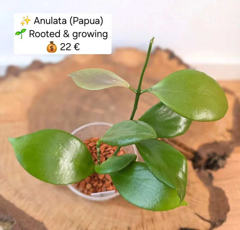 Hoya anulata (Papua), Bewurzelte Pflanze