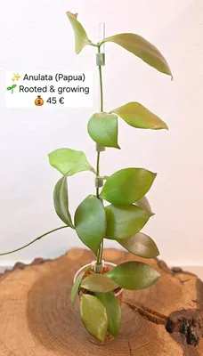Hoya anulata (Papua), Bewurzelte Pflanze