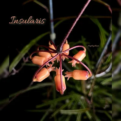 Hoya insularis, Bewurzelte Pflanze