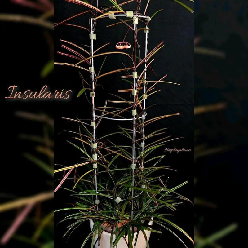 Hoya insularis, Bewurzelte Pflanze