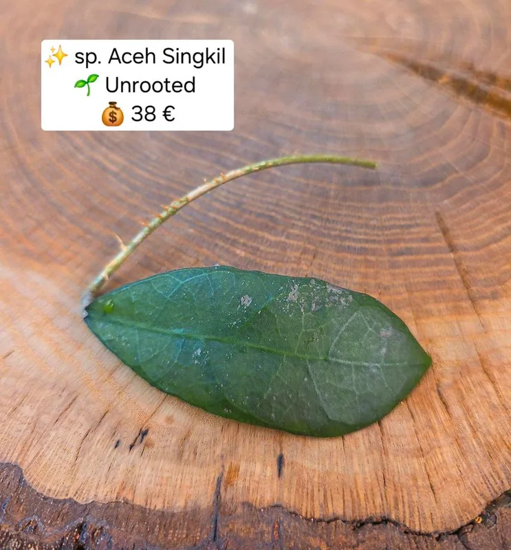 Hoya sp. Aceh Singkil, Bewurzelte Pflanze