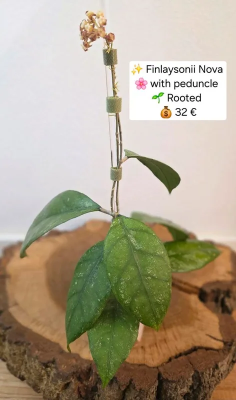 Hoya finlaysonii Nova, Bewurzelte Pflanze