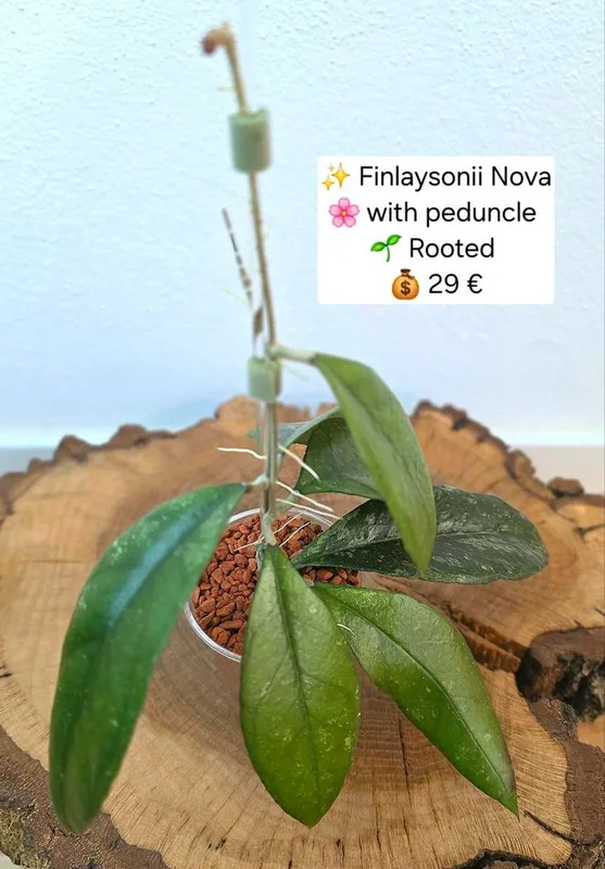 Hoya finlaysonii Nova, Bewurzelte Pflanze