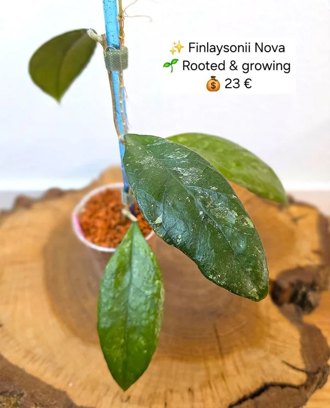 Hoya finlaysonii Nova, Bewurzelte Pflanze