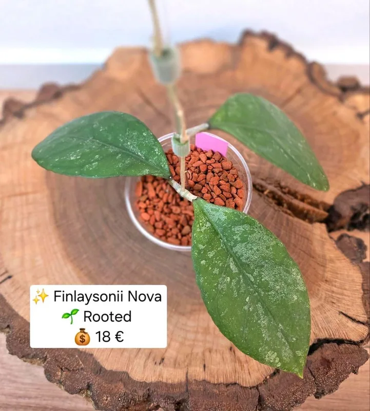 Hoya finlaysonii Nova, Bewurzelte Pflanze