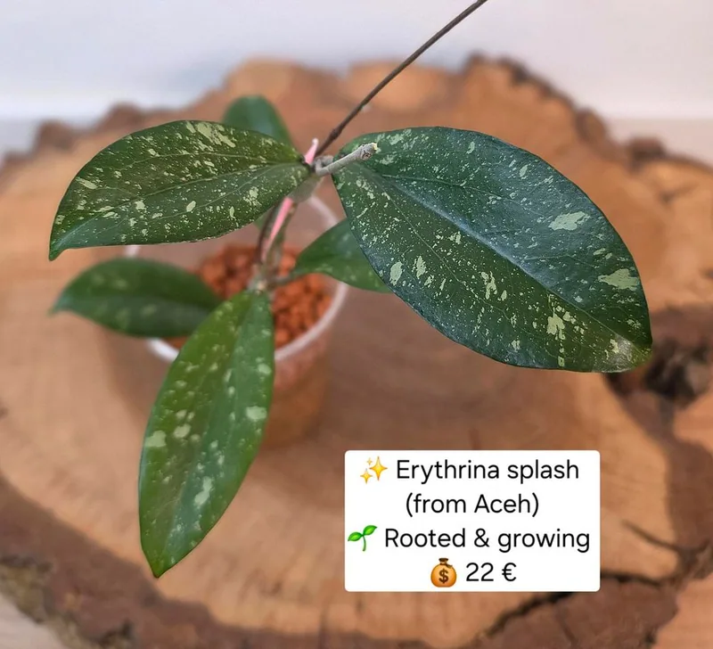 Hoya erythrina Splash (Aceh), Bewurzelte Pflanze