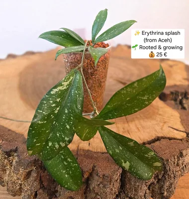 Hoya erythrina Splash (Aceh), Bewurzelte Pflanze