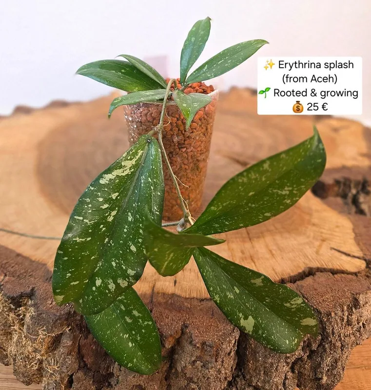Hoya erythrina Splash (Aceh), Bewurzelte Pflanze