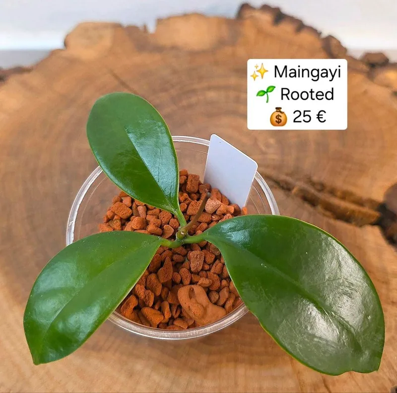 Hoya maingayi, Steckling