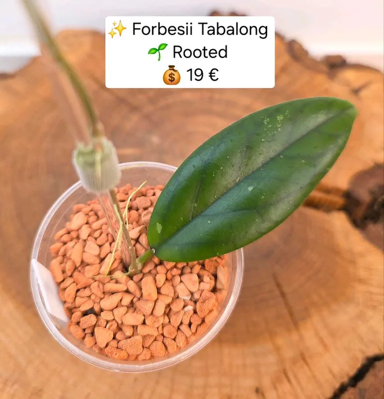 Hoya sp. Forbesii Tabalong, Bewurzelte Pflanze