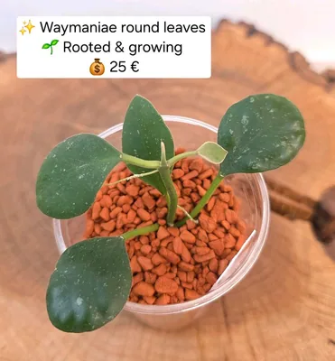 Hoya waymaniae Round Leaves, Steckling