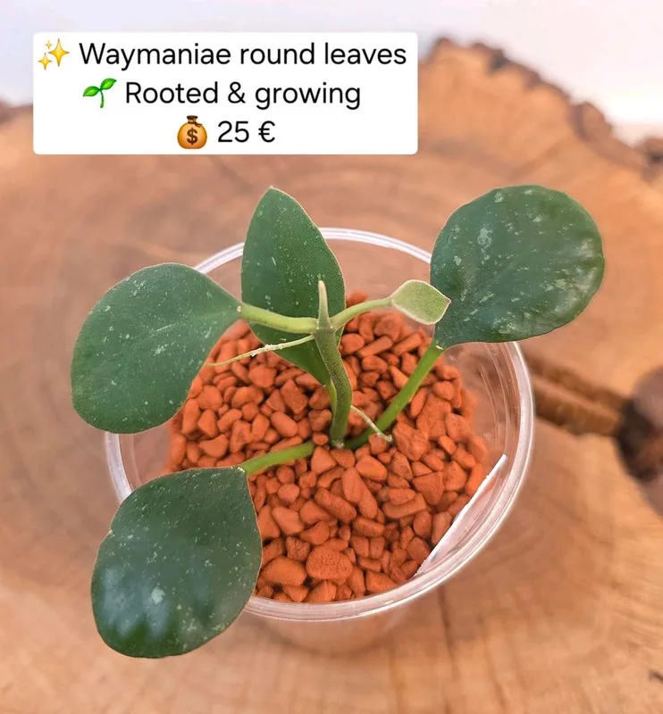 Hoya waymaniae Round Leaves, Steckling