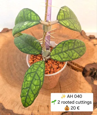 Hoya AH 040, Bewurzelte Pflanze