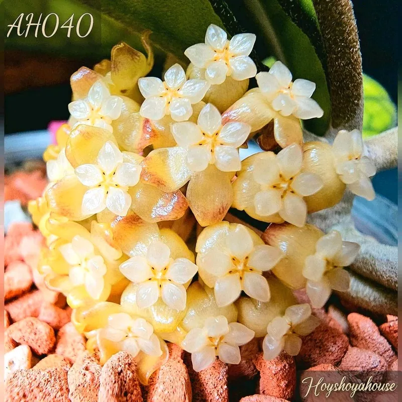 Hoya AH 040, Bewurzelte Pflanze