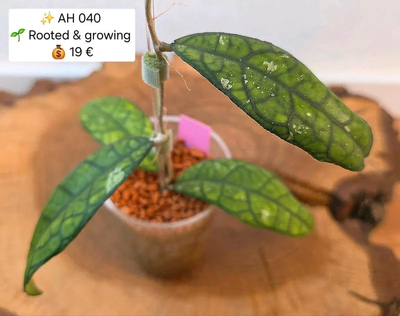 Hoya AH 040, Bewurzelte Pflanze